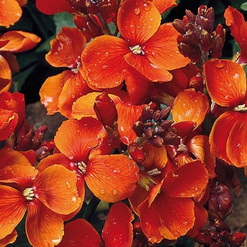 Garten-Goldlack Bedder Scarlet (Samen) - Erysimum (Flowering)