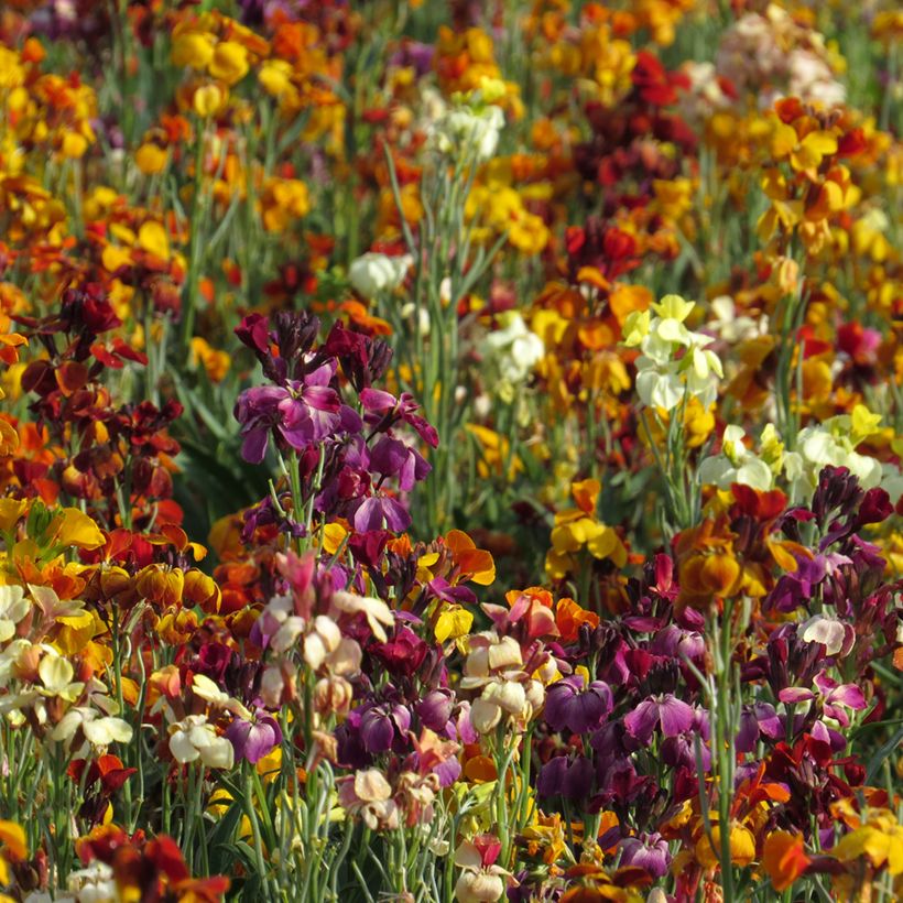 Garten-Goldlack Fair Lady Mix (Samen) - Erysimum (Plant habit)