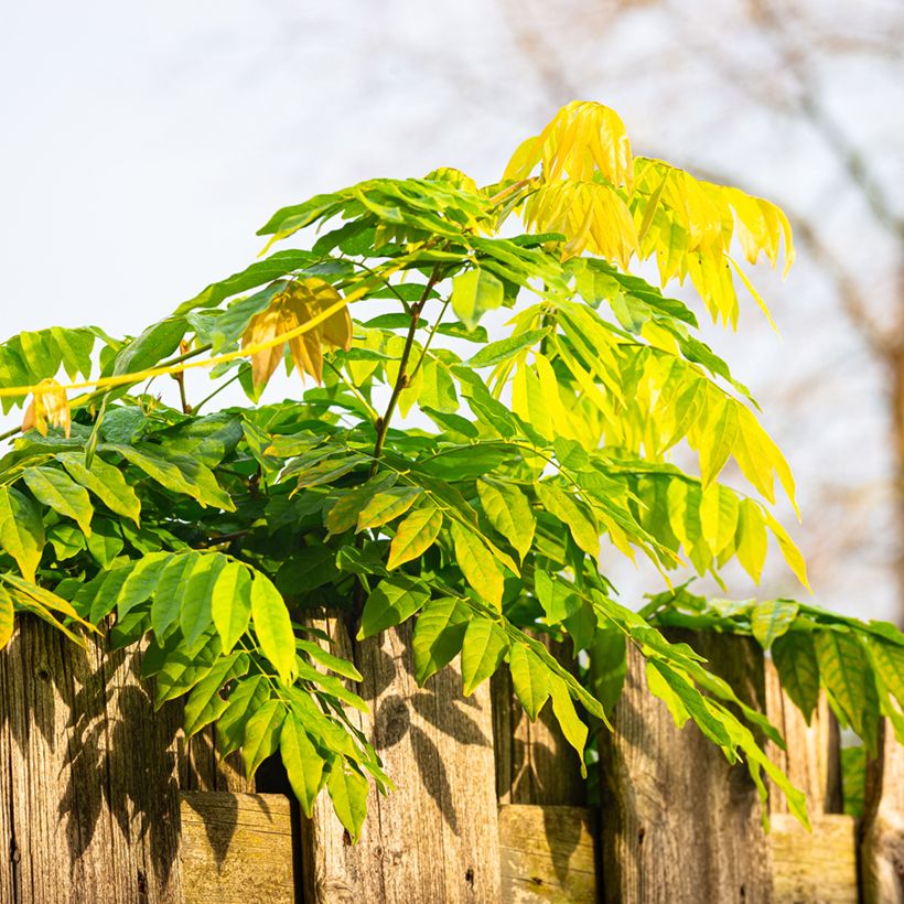 Wisteria sinensis (Samen) - Chinesische Glyzinie (Laub)