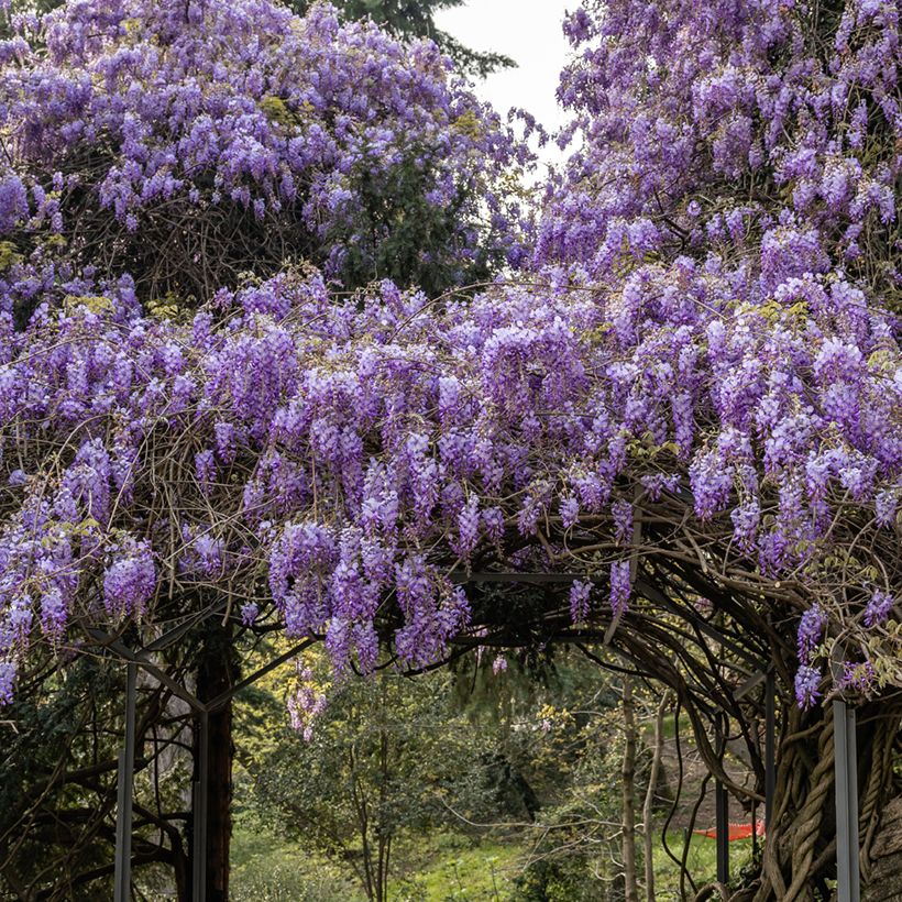 Wisteria sinensis (Samen) - Chinesische Glyzinie (Wuchs)
