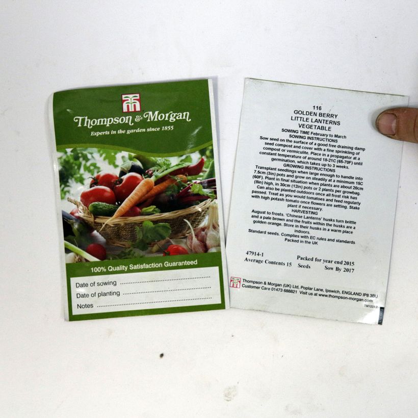 Beispiel eines Exemplars von Physalis peruviana Golden Berry Little Lanterns (Samen) - Andenbeere die Tüte mit 15 Samen ungefähr wie geliefert