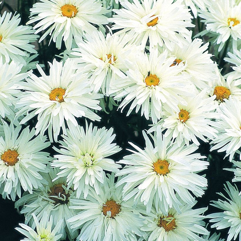 Großblumige Margerite Crazy Daisy - Leucanthemum x superbum (Blüte)