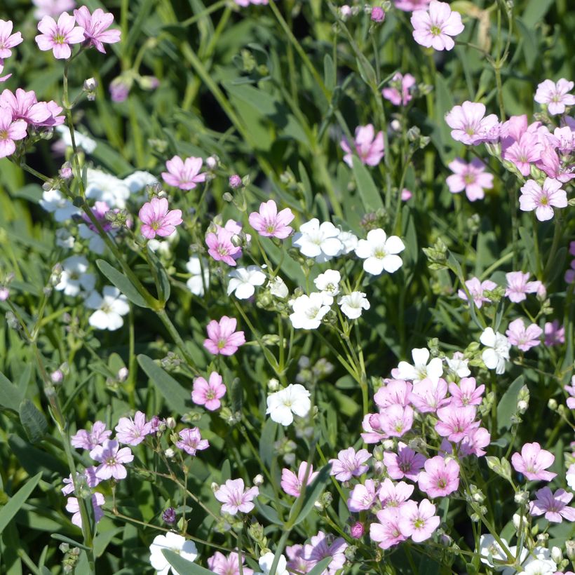 Kriechendes Albarosa Mix (Samen) - Gypsophila repens (Blüte)