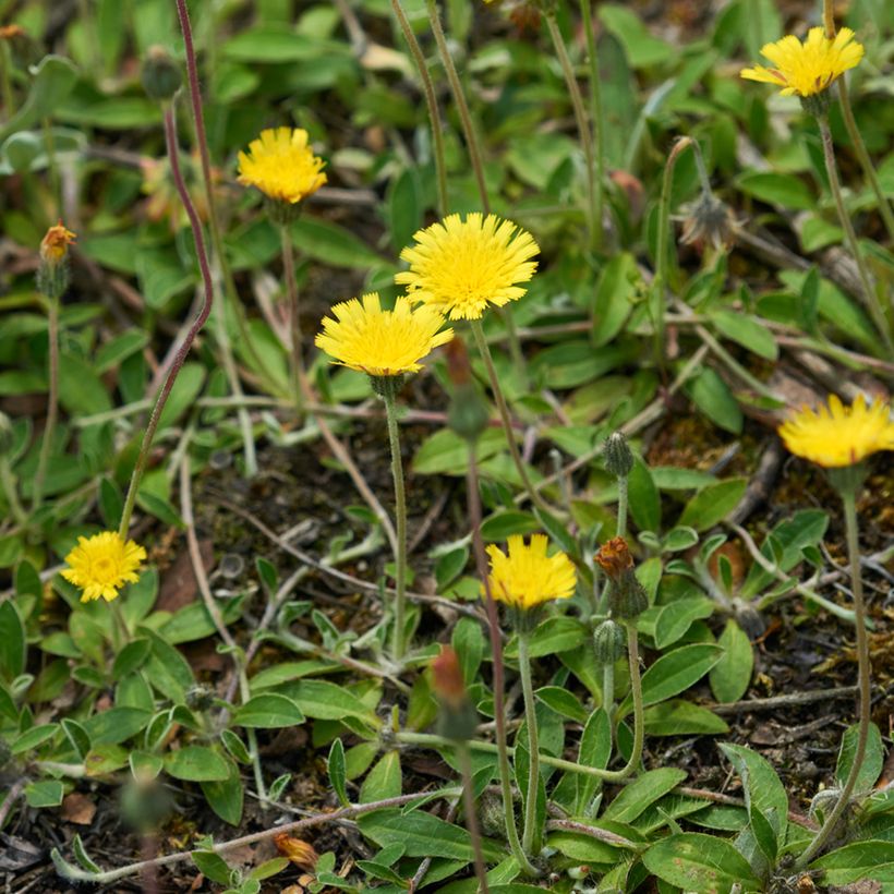 Hieracium pilosella (Samen) - Kleines Habichtskraut (Wuchs)