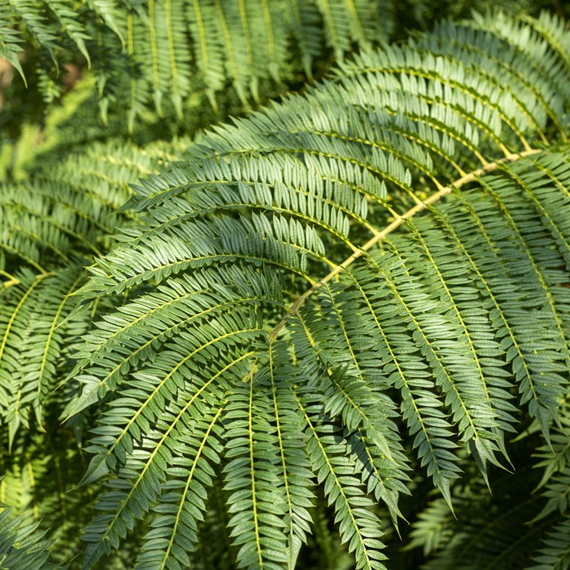 Jacaranda mimosifolia (Samen) - Palisanderholzbaum (Foliage)