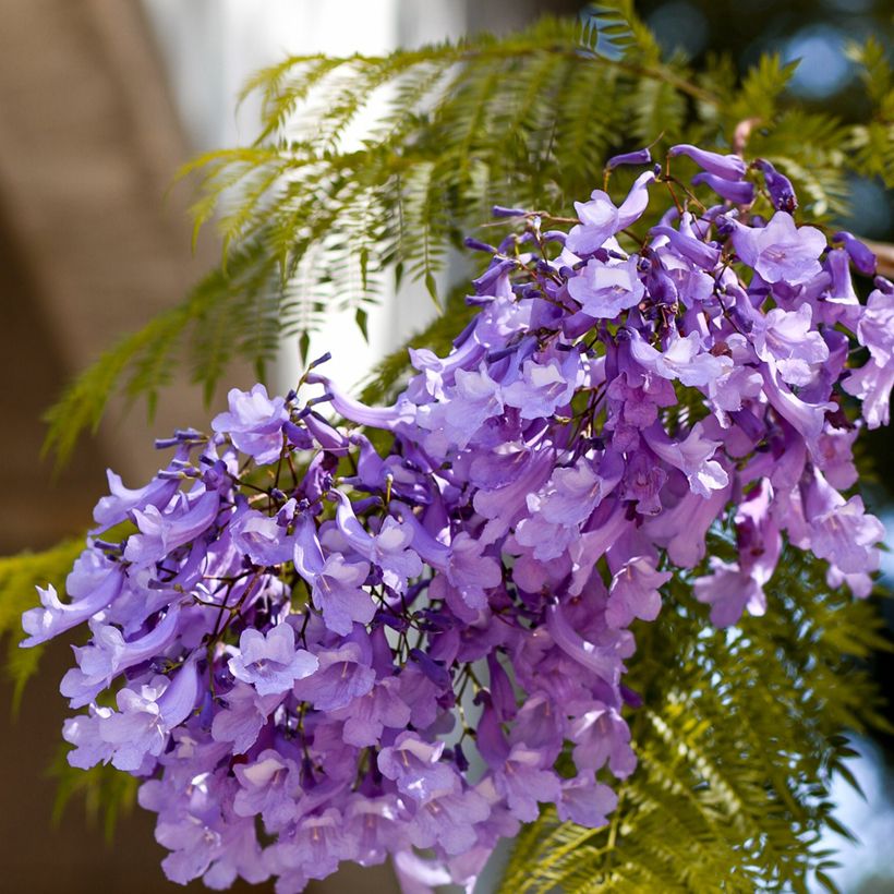 Jacaranda mimosifolia (Samen) - Palisanderholzbaum (Flowering)