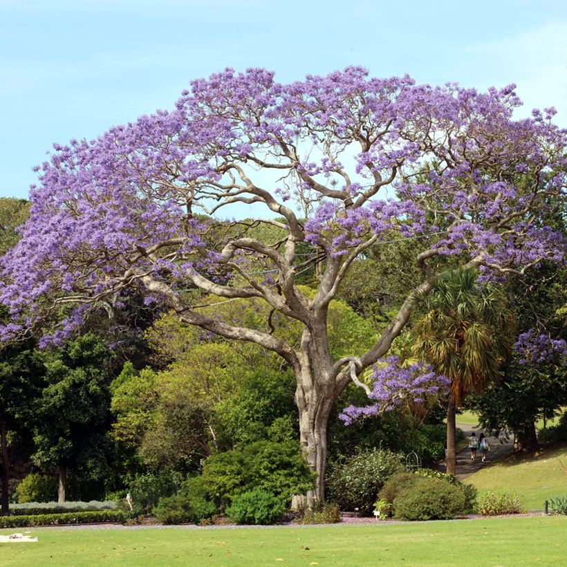 Jacaranda mimosifolia (Samen) - Palisanderholzbaum (Plant habit)