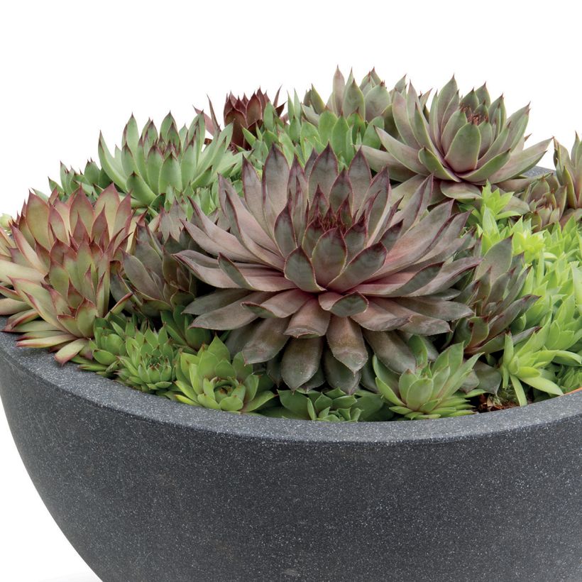 Hauswurz Hippie Chicks (Pillierte Samen) - Sempervivum (Wuchs)