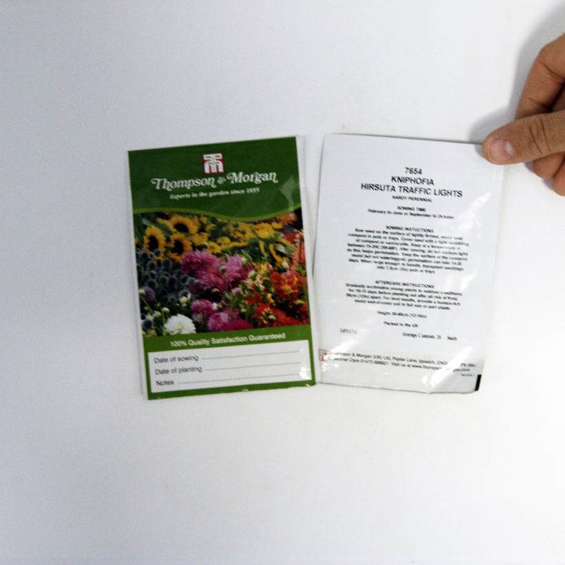 Beispiel eines Exemplars von Kniphofia hirsuta Red Hot Poker Traffic Lights (Samen) - Fackellilie die Tüte mit 20 Samen ungefähr wie geliefert
