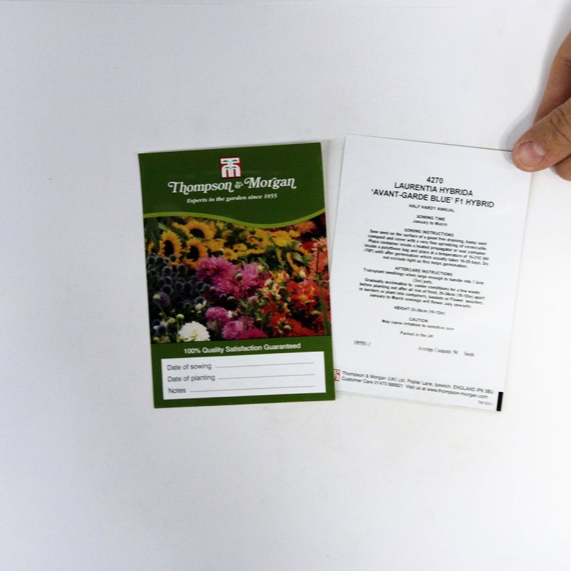 Beispiel eines Exemplars von Solenopsis axillaris Avant-Garde Blue F1 Hybrid (Samen) - Sternenblume die Tüte mit 50 Samen ungefähr wie geliefert