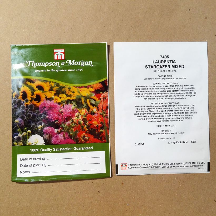 Example of Solenopsis axillaris Stargazer Mixed (Samen) - Sternenblume die Tüte mit 60 Samen ungefähr as you get