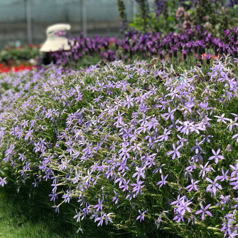 Isotoma axilaris Starshine Blue (Pillierte Samen) - Schein-Lobelie (Wuchs)