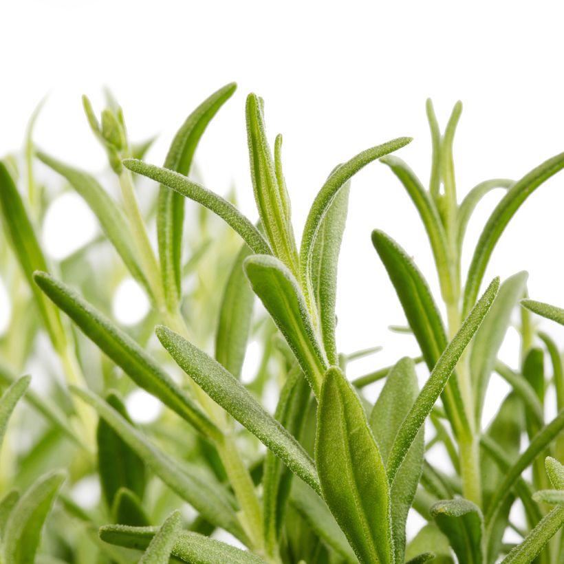 Lavandula Cleo-Patio Blue (Samen) - Echter Lavendel (Foliage)