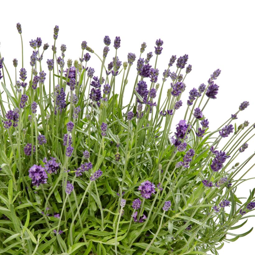 Lavandula Cleo-Patio Blue (Samen) - Echter Lavendel (Flowering)