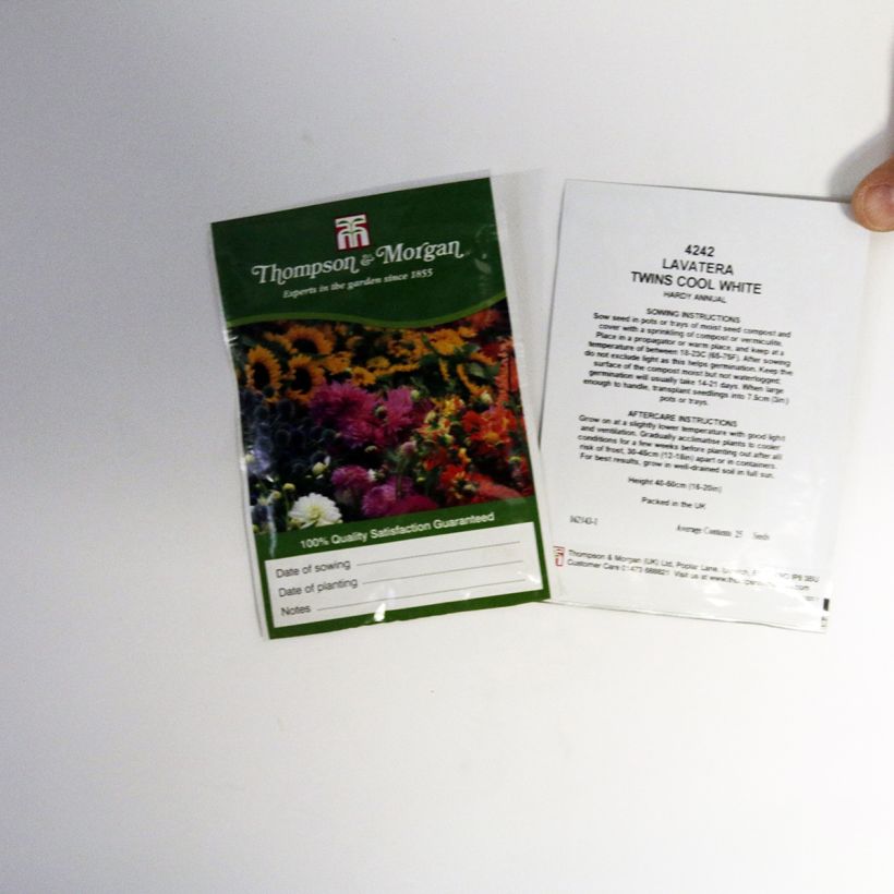 Beispiel eines Exemplars von Bechermalve Twins Cool White (Samen) - Lavatera die Tüte mit 25 Samen ungefähr wie geliefert