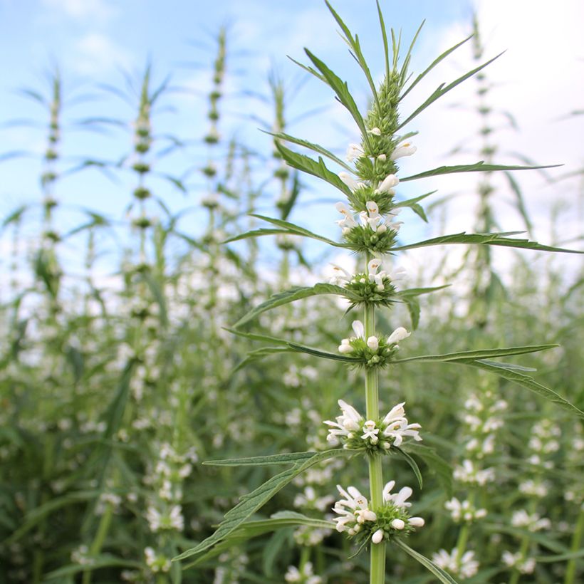 Leonurus sibiricus Alba (Samen) - Sibirisches Herzgespann (Blüte)