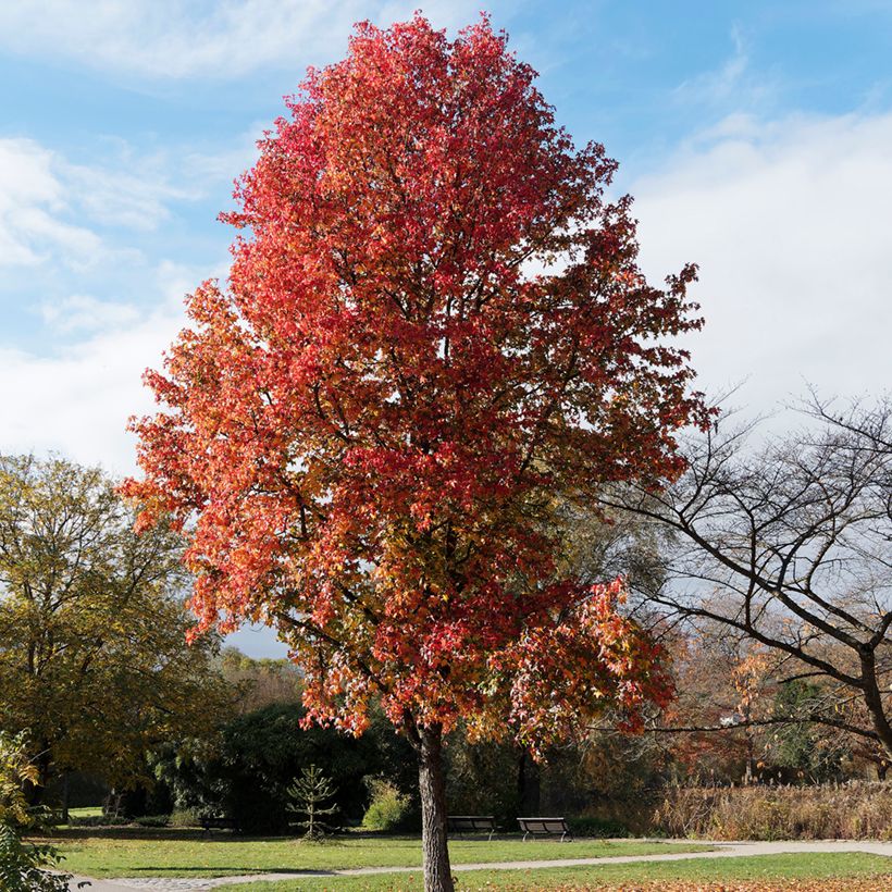 Liquidambar styraciflua (Samen) - Amberbaum (Plant habit)