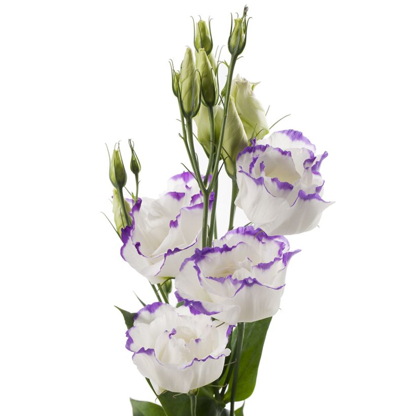Graines de Lisianthus F1 Cessna Blue Picotee III (graines enrobées) (Blüte)