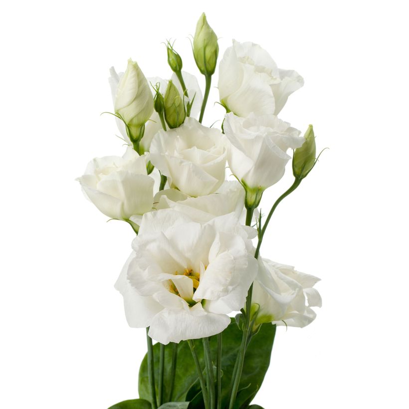 Graines de Lisianthus F1 Cessna Pure White III (graines enrobées) (Blüte)