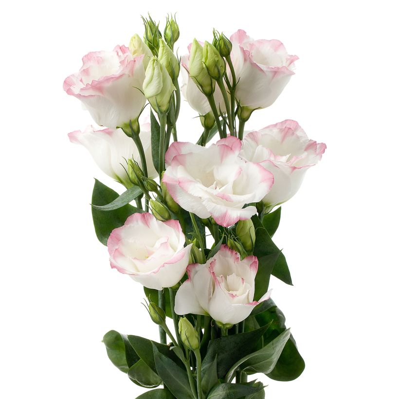 Graines de Lisianthus F1 Cessna Rose Picotee III (graines enrobées) (Blüte)