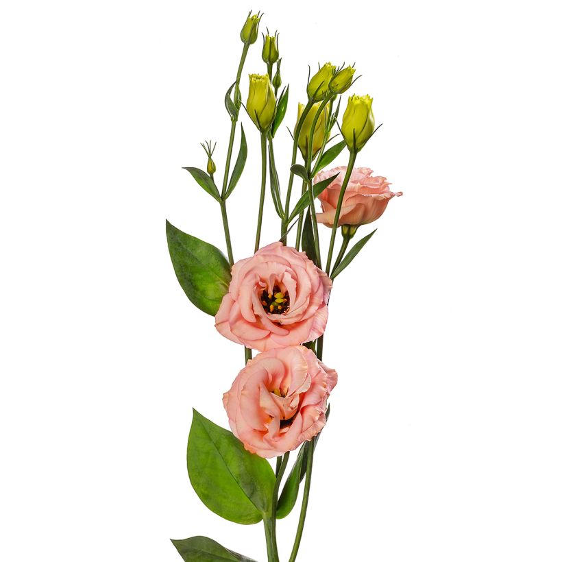 Graines de Lisianthus F1 LisAdora Apricot III (graines enrobées) (Blüte)