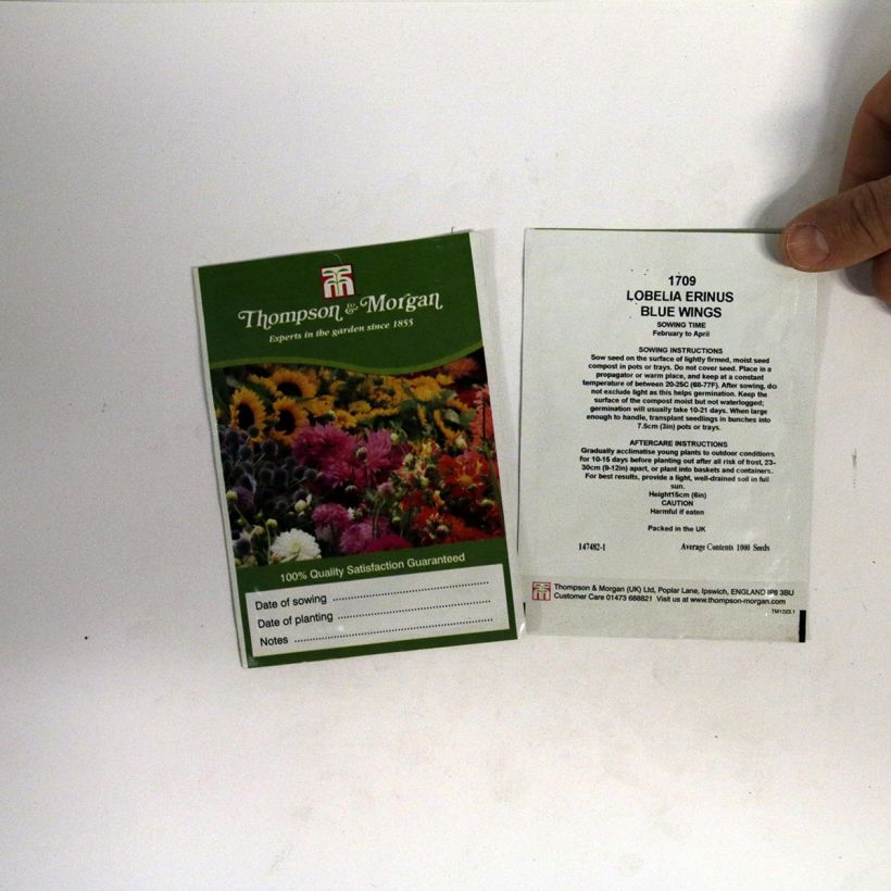 Beispiel eines Exemplars von Lobelia erinus Blue Wings (Samen) - Lobelie die Tüte mit 1000 Samen ungefähr wie geliefert