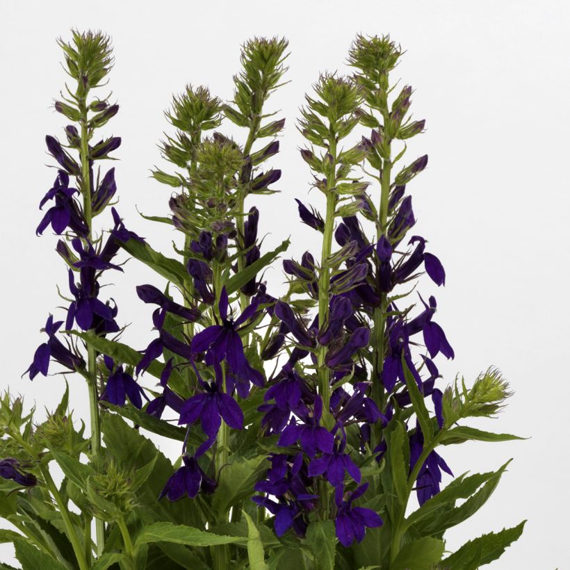 Prachtlobelie Starship Blue (Samen) - Lobelia speciosa (Blüte)