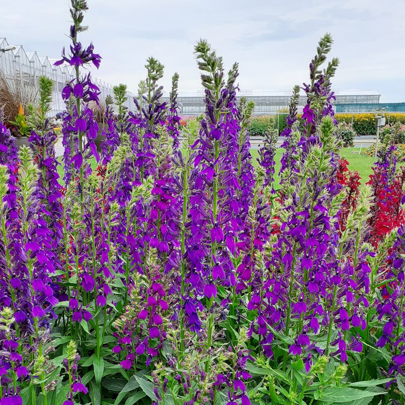 Prachtlobelie Starship Blue (Samen) - Lobelia speciosa (Wuchs)