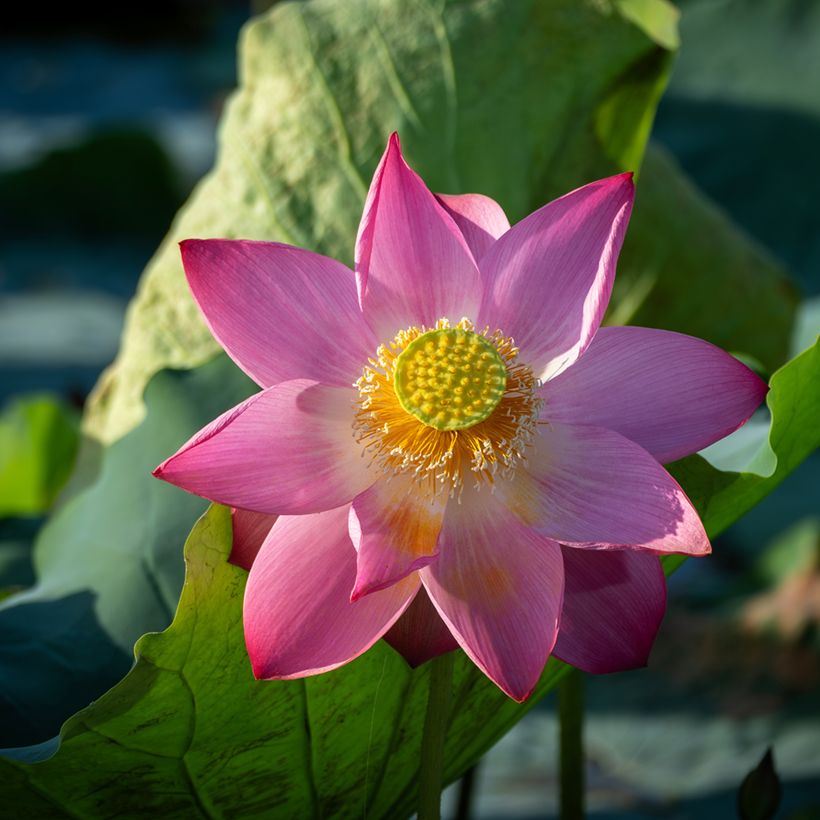 Nelumbo nucifera (Samen) - Indische Lotosblume (Blüte)