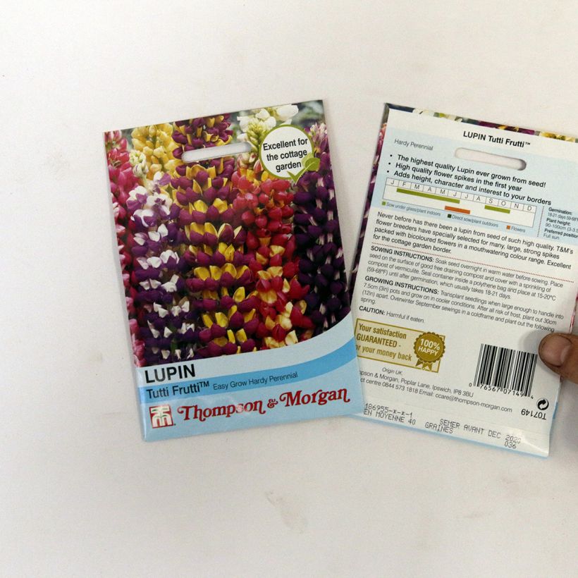 Beispiel eines Exemplars von Vielblättrige Lupine Tutti Frutti (Samen) die Tüte mit 40 Samen ungefähr wie geliefert