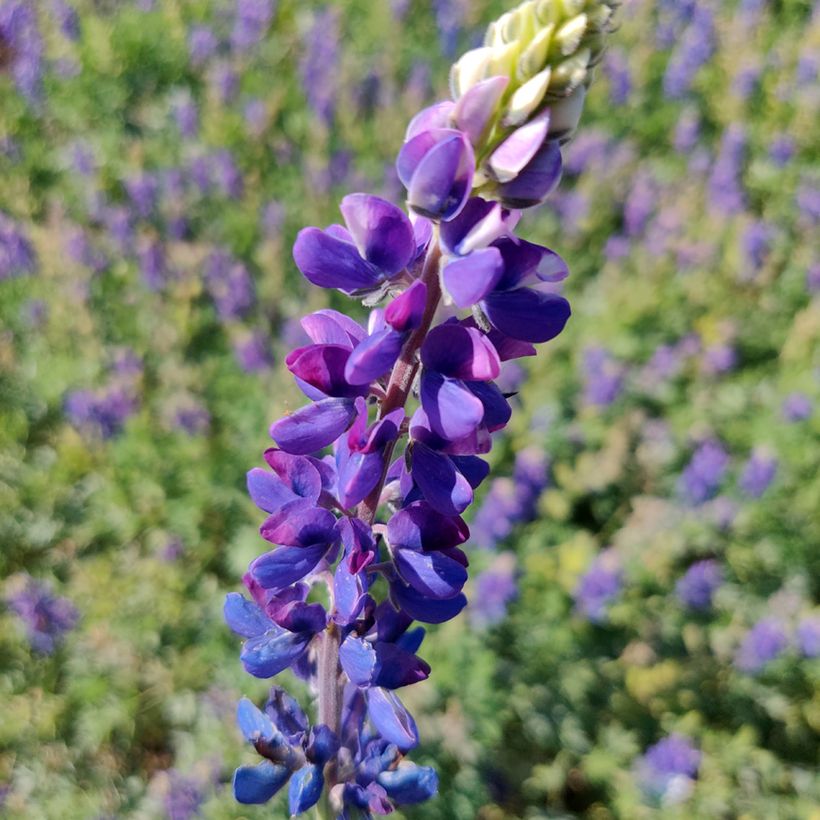Lupine Avalune Blue (Samen) - Lupinus hartwegii (Flowering)