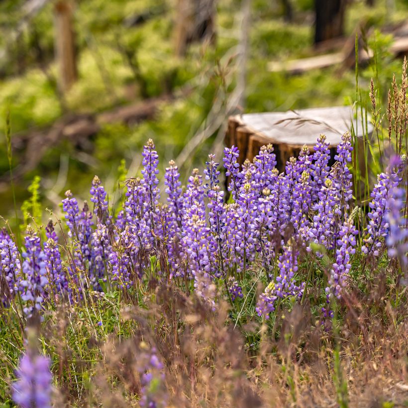 Ausdauernde Lupine (Samen) - Lupinus perennis (Wuchs)