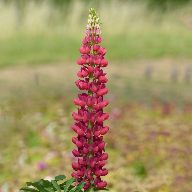 Vielblättrige Lupine Russell Hybrids Mon Château rouge (Samen) (Blüte)