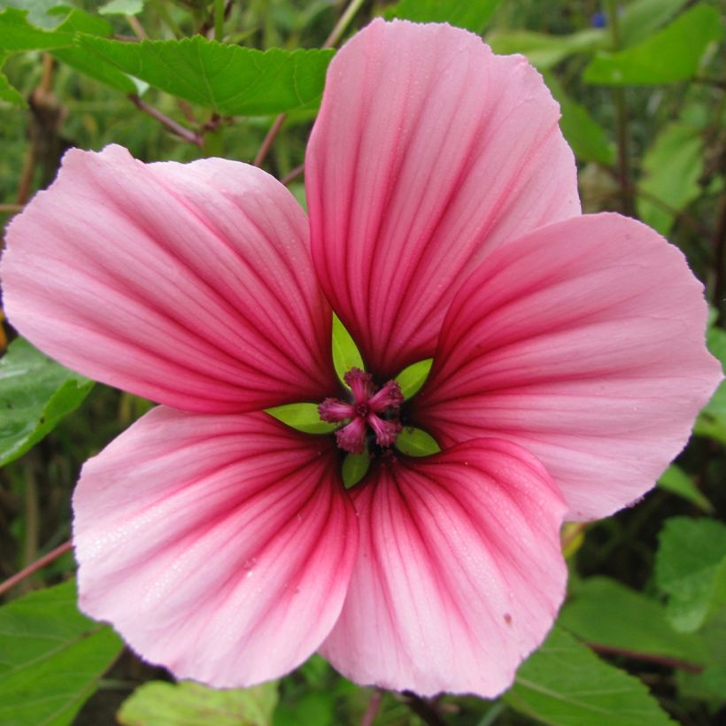 Malope trifida Glacier Fruits Mixed (Samen) - Malope (Flowering)