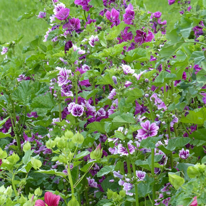 Wilde Malve Purple Zebra Mix (Samen) - Malva sylvestris (Plant habit)