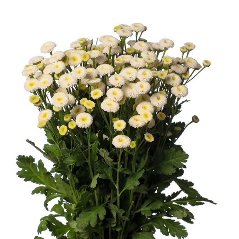 Mutterkraut Baya (Pillierte Samen) - Tanacetum parthenium (Flowering)