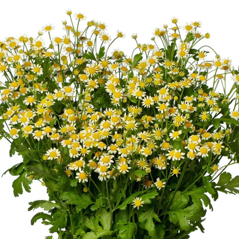Mutterkraut Camilla (Pillierte Samen) - Tanacetum parthenium (Flowering)