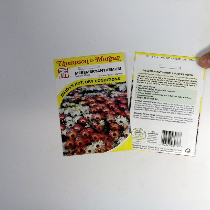 Beispiel eines Exemplars von Mesembryanthemum criniflorum Sparkles Mixed (Samen) - Mittagsblume die Tüte mit 200 Samen ungefähr wie geliefert