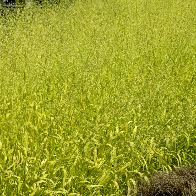 Milium effusum Aureum (Samen) - Flattergras (Plant habit)