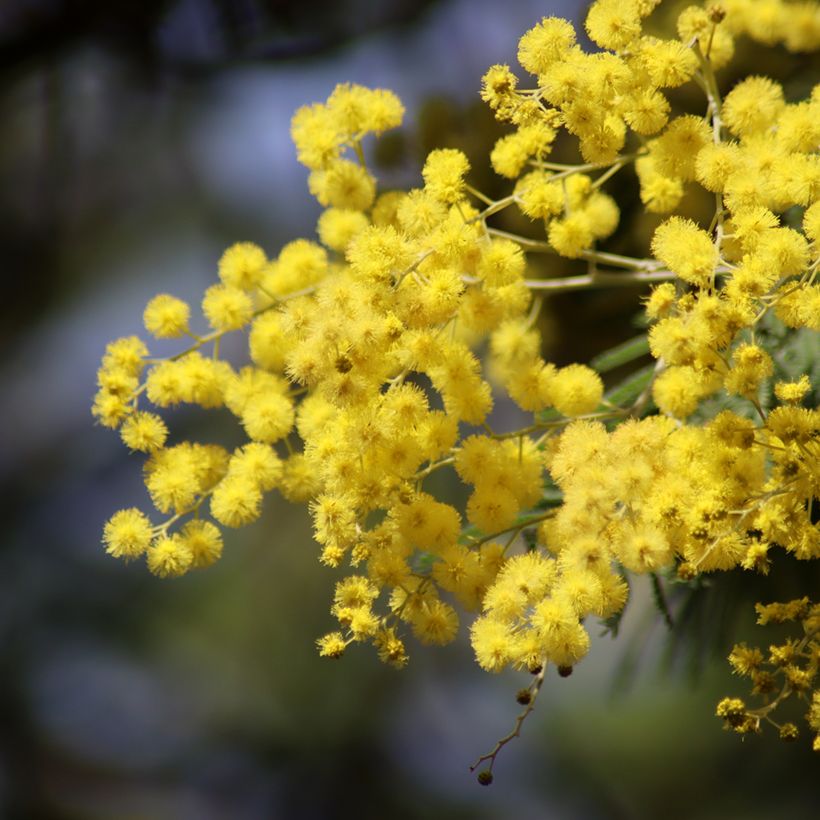 Acacia dealbata (Samen) - Silber-Akazie (Flowering)