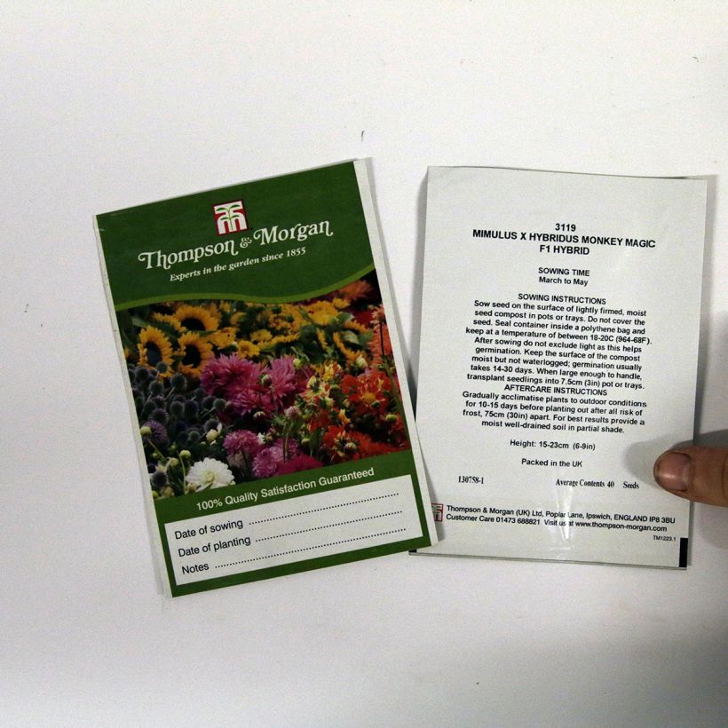 Beispiel eines Exemplars von Gauklerblume Monkey Magic (Samen) - Mimulus die Tüte mit 40 Samen ungefähr wie geliefert