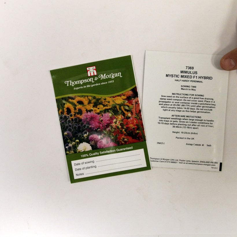 Beispiel eines Exemplars von Gauklerblume Mystic Mixed (Samen) - Mimulus die Tüte mit 50 Samen ungefähr wie geliefert