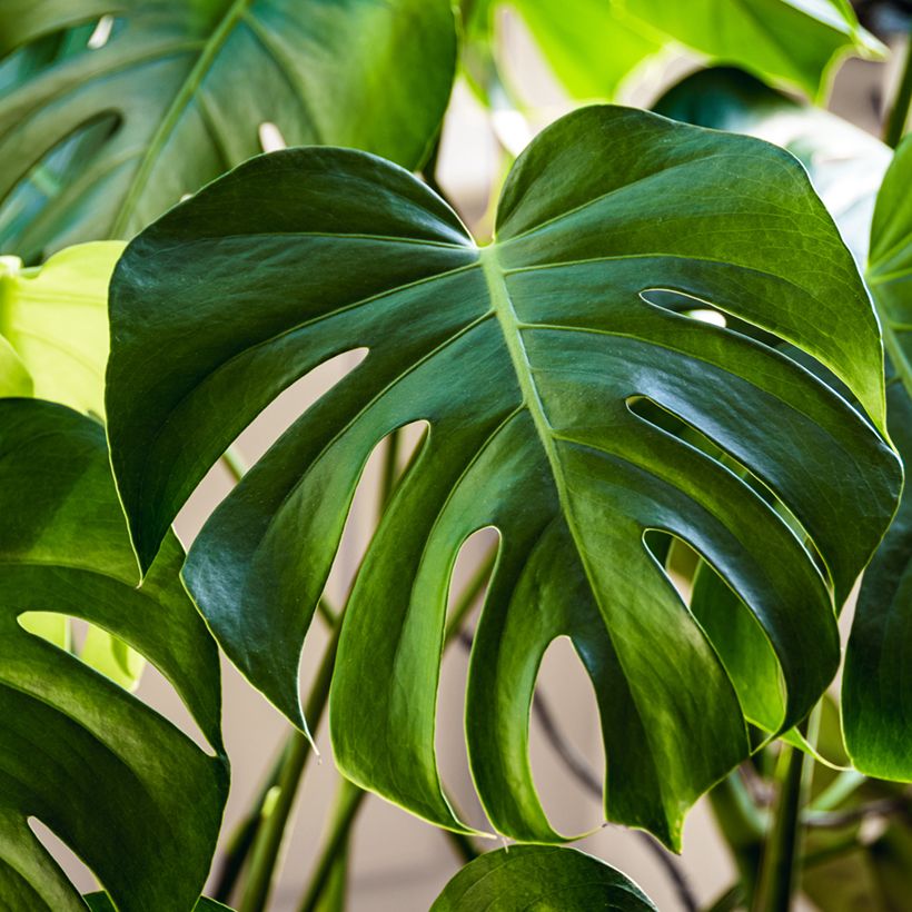 Monstera deliciosa (Samen) - Köstliches fensterblatt (Laub)