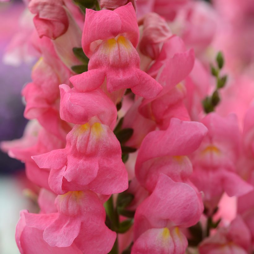 Löwenmäulchen Rocket Rose Shades (Samen) - Antirrhinum (Flowering)