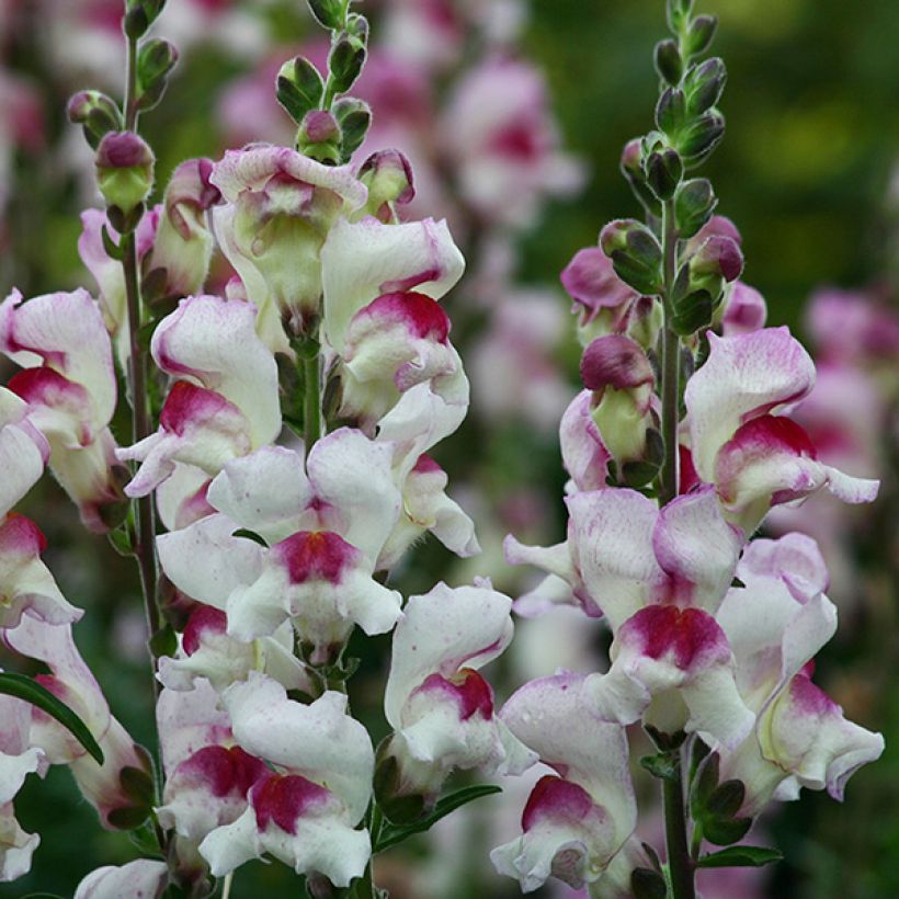 Löwenmäulchen Lucky Lips (Samen) - Antirrhinum (Flowering)