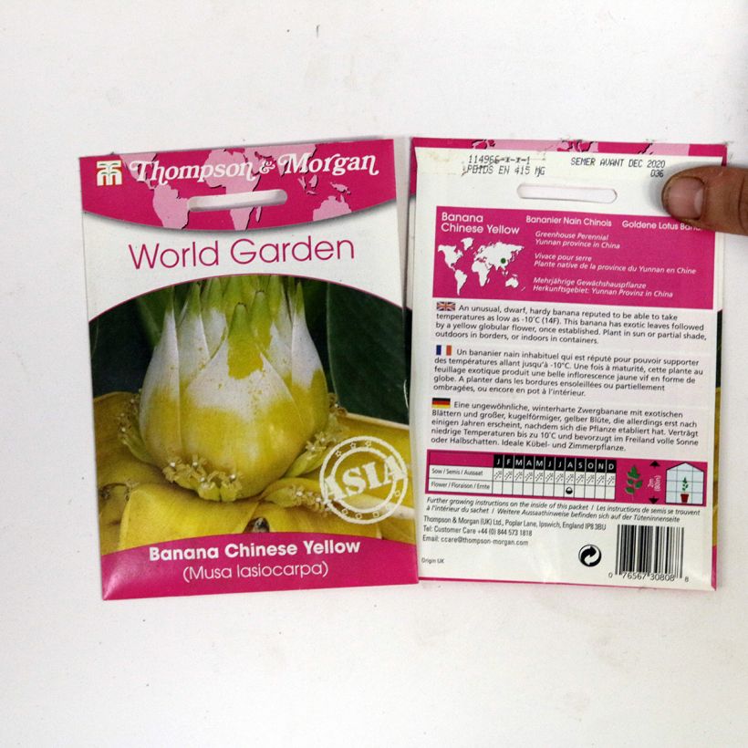 Beispiel eines Exemplars von Musella lasiocarpa (Samen) - Goldene Lotus Banane die Tüte mit 4 Samen ungefähr wie geliefert