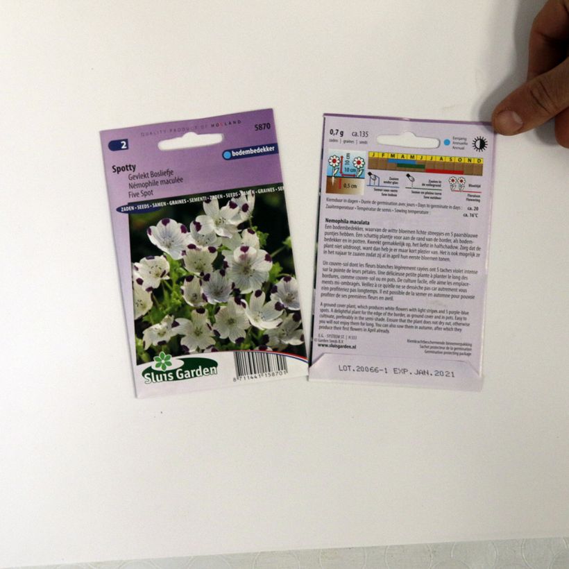 Beispiel eines Exemplars von Nemophila maculata Spotty (Samen) - Gefleckte Hainblume die Tüte mit 100 Samen ungefähr (0,7g) wie geliefert