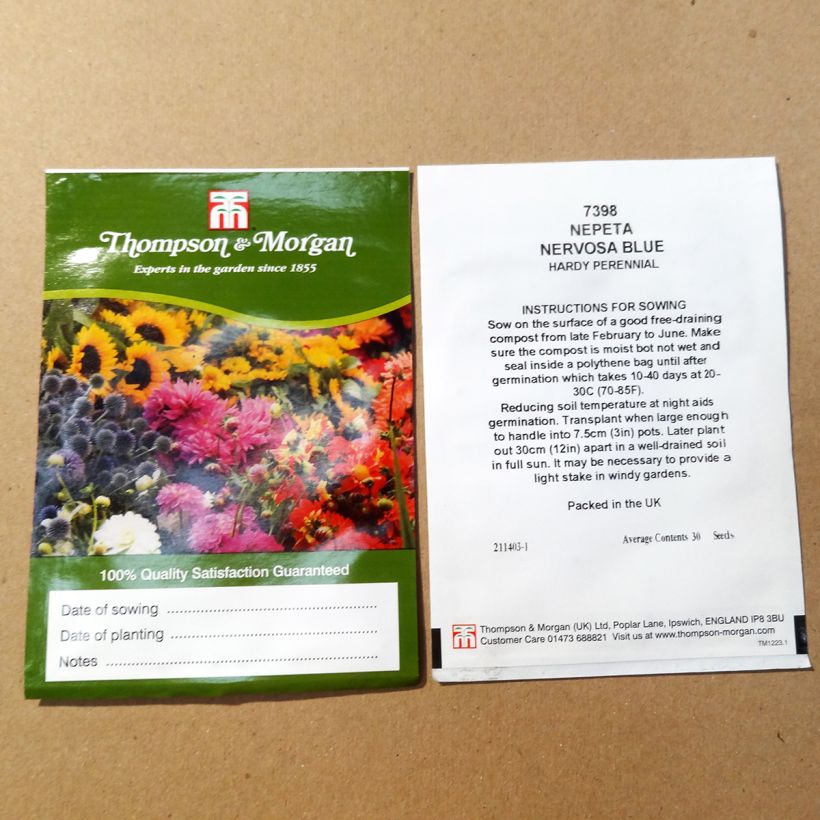 Beispiel eines Exemplars von Geaderte Katzenminze Blue Moon (Samen) - Nepeta nervosa die Tüte mit 30 Samen ungefähr wie geliefert