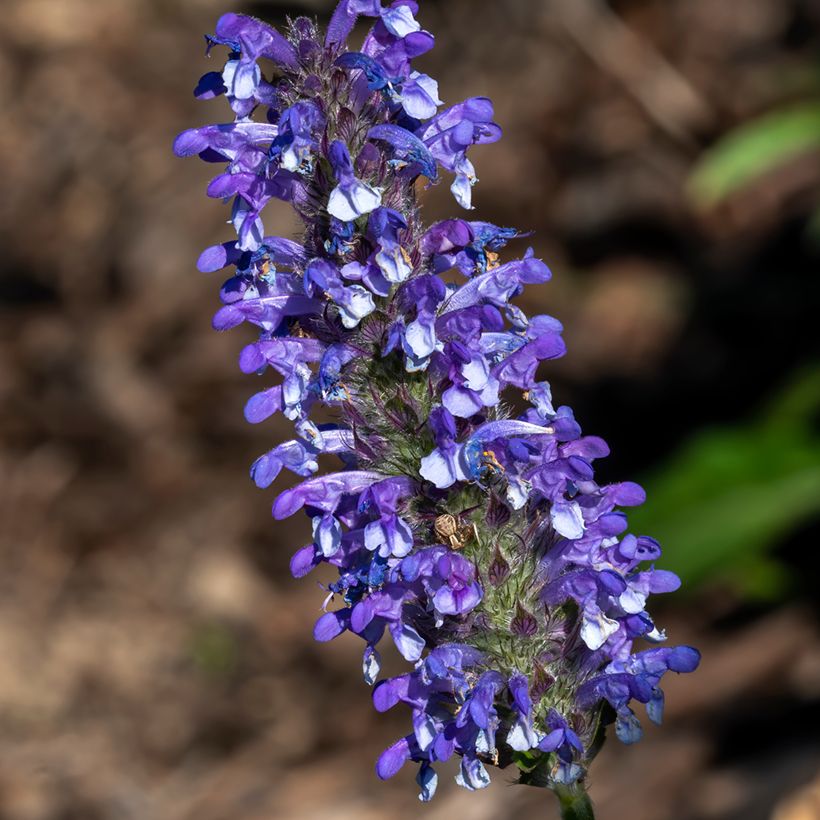 Geaderte Katzenminze Blue Moon (Samen) - Nepeta nervosa (Blüte)