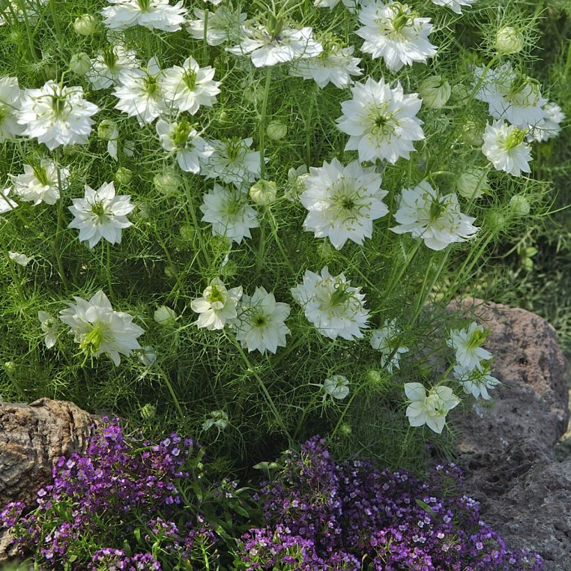 Nigella damascena Blanche à capsule verte (Samen) - Damaszener Schwarzkümmel (Wuchs)